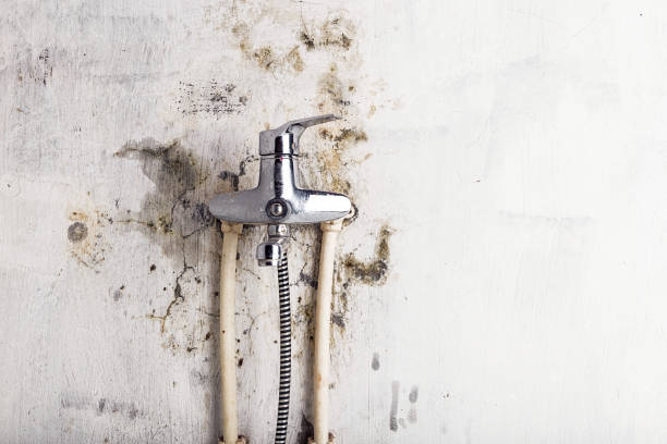 Best Mold Testing  in St Joseph, MN