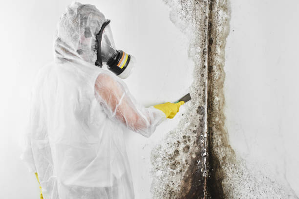 Best Residential Mold Removal  in St Joseph, MN