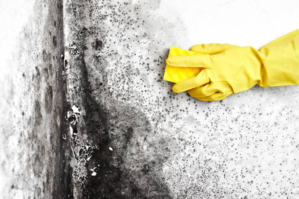 Best Commercial Mold Removal  in St Joseph, MN
