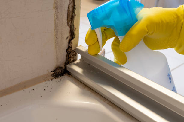 Mold Removal Process in St Joseph, MN