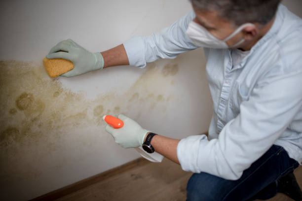 Best Black Mold Removal  in St Joseph, MN