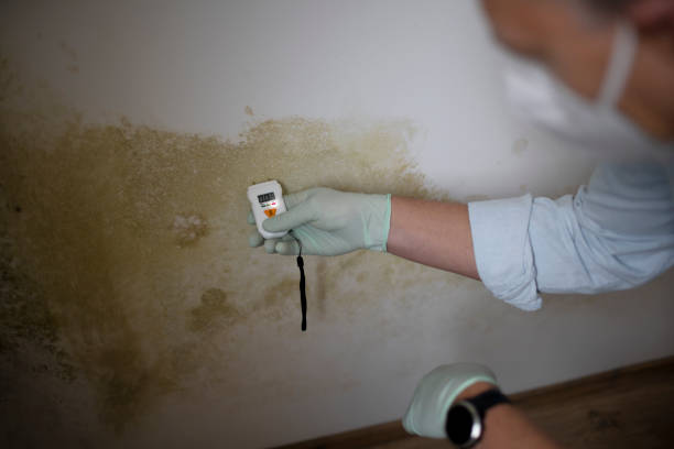 Best Residential Mold Removal  in St Joseph, MN