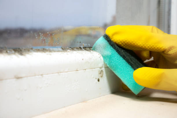 Best Mold Testing  in St Joseph, MN