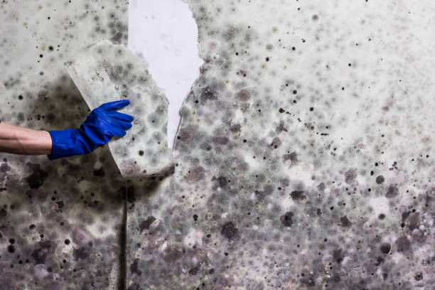 Best Crawl Space Mold Removal  in St Joseph, MN