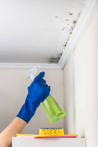 Best Mold Cleaning Services  in St Joseph, MN