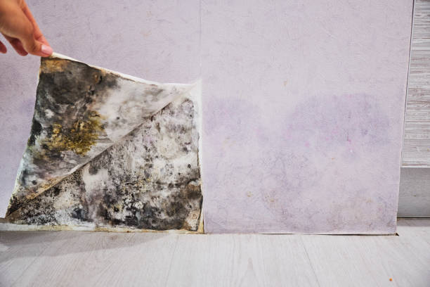 Best Commercial Mold Removal  in St Joseph, MN